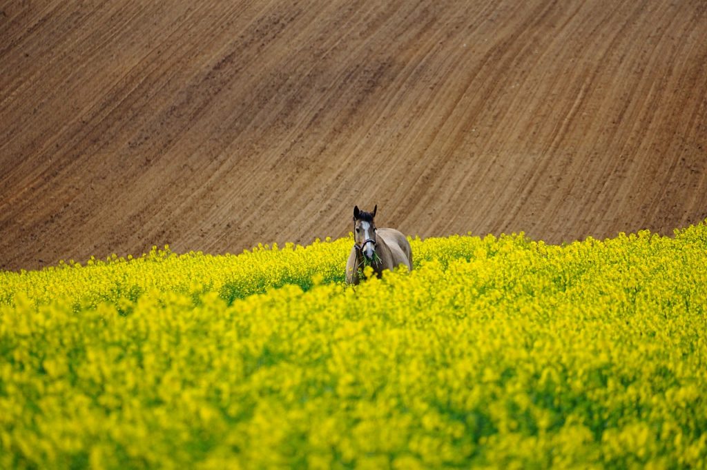 horse field of rapeseeds field 6223996