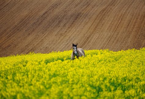 horse field of rapeseeds field 6223996